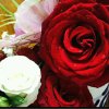 玫瑰的头像