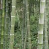 yh的头像