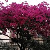 缘分的头像
