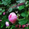 贵族♚cherish的头像