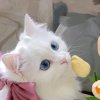 米虫晶子的头像
