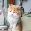 猫管家的头像