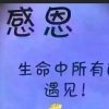 淡淡（小号，暂退）的头像
