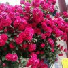 四少。。。。金花四川省达州市的头像