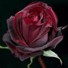 dark rose的头像