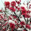 凌风傲雪的头像
