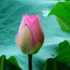 无言的温柔的头像