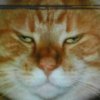 猫的天空之城的头像