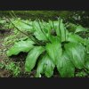 Free张泉✯（勿花勿礼）的头像