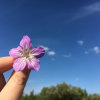 燕子的头像