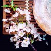 栀子花开的头像