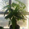 龍謌的头像