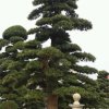 晓莲的头像
