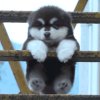 农村人的头像