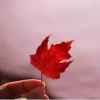 红叶的头像