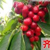 心人的头像