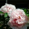 花中王的头像