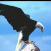 雄鹰的头像
