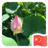  射手座的头像