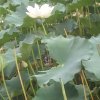 在水一方的头像
