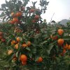 chenyanglian的头像