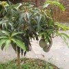 彩虹的头像