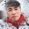 松树的头像