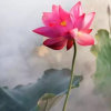 雪莲花、的头像