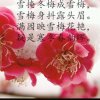 倾雪慕梅（小号）的头像