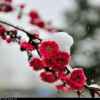 红梅傲雪的头像