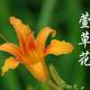 萱草花的头像