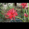 无忧花开富贵的头像