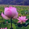 平平淡淡的头像