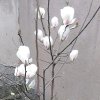 八朵金花的头像