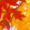 枫叶的头像
