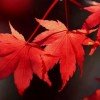 ~片片枫叶~的头像