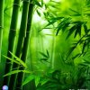 高山流水的头像