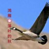 鸿雁✿落叶的秋的头像