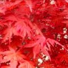 红枫叶的头像