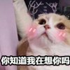 太阳花的头像