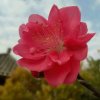 梦幻桃花的头像