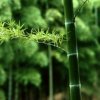 翠竹长青的头像