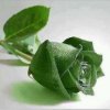独倚烟花笑的头像