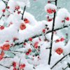 梅花雪的头像