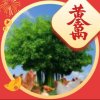 赫赫桐桐^O^奶奶的头像
