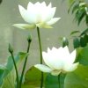 音符韵律的头像