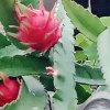 百合花的头像