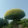 马云慧的头像