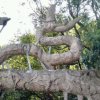 芳心的头像