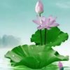 莲花的头像